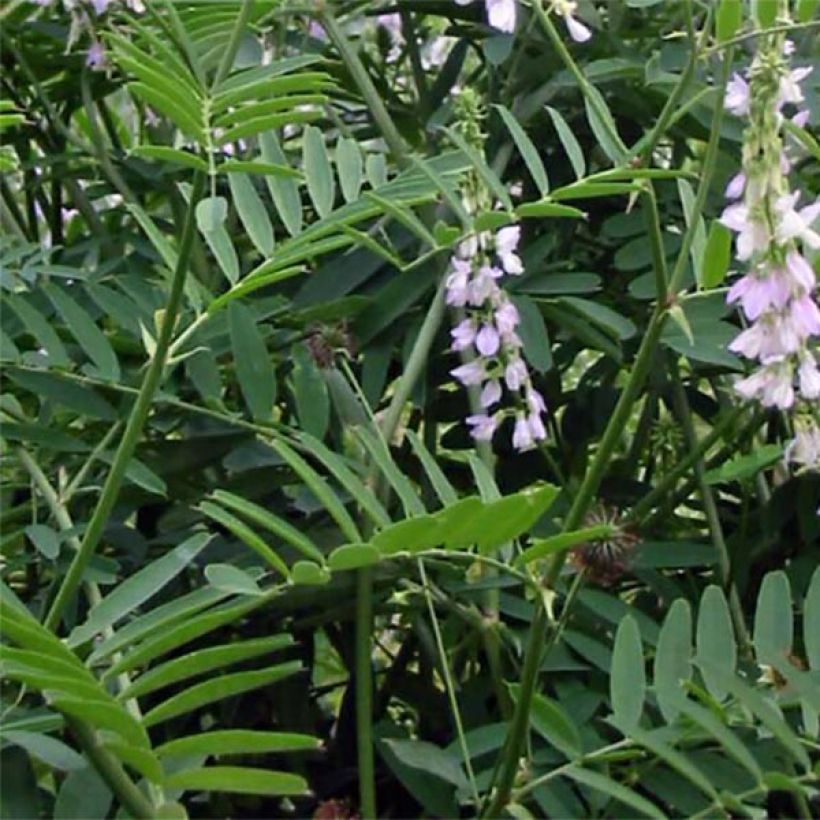 Rohtovuohenherne - Galega officinalis (Lehvistö)