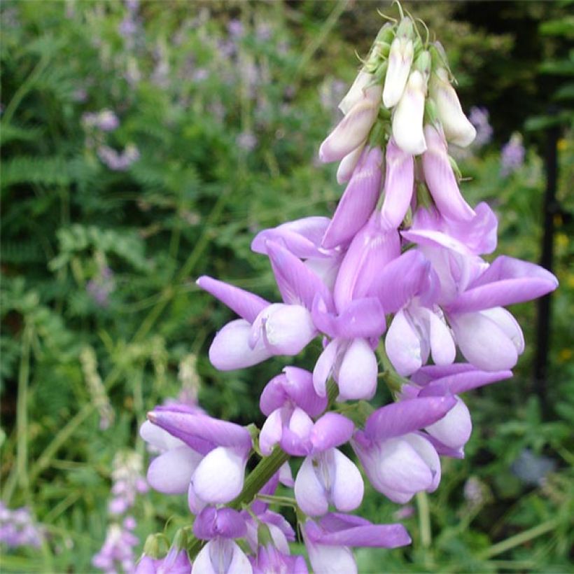 Rohtovuohenherne - Galega officinalis (Kukinta)