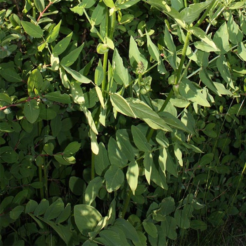 Rehuvuohenherne - Galega orientalis (Foliage)