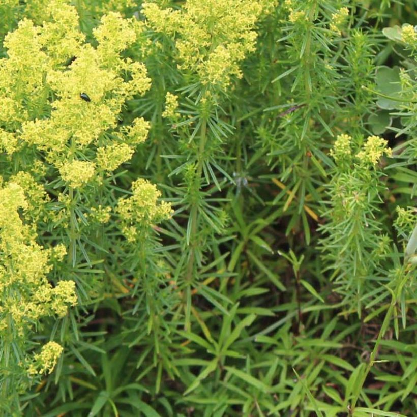 Keltamatara - Galium verum (Lehvistö)