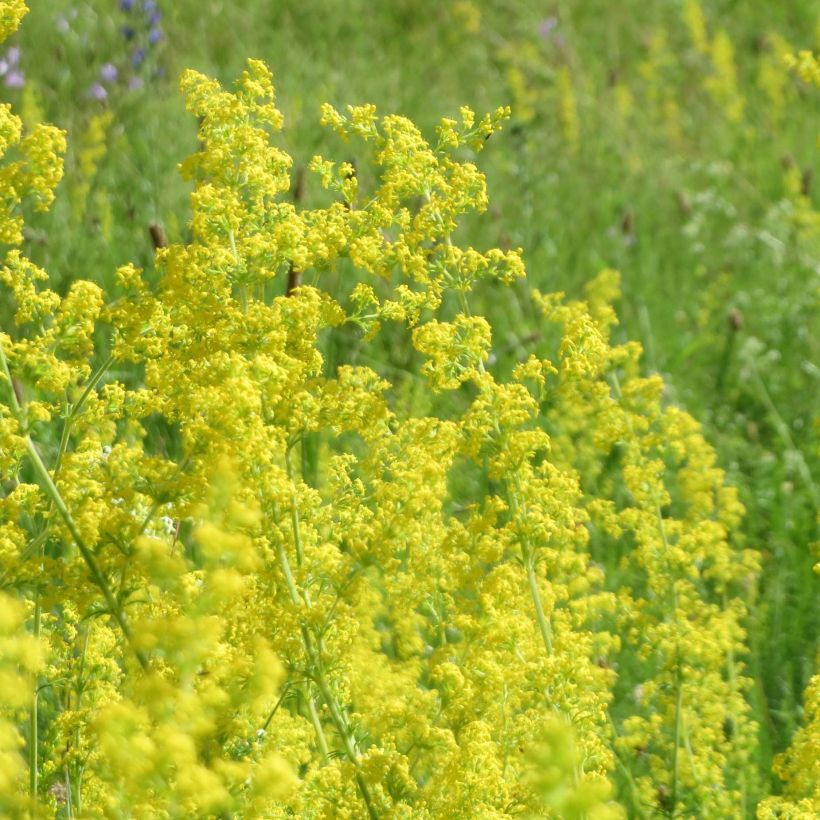 Keltamatara - Galium verum (Kukinta)