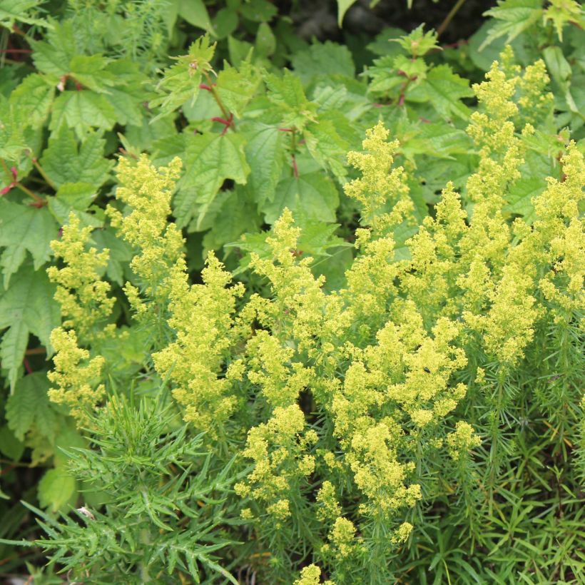 Keltamatara - Galium verum (Kasvutapa)