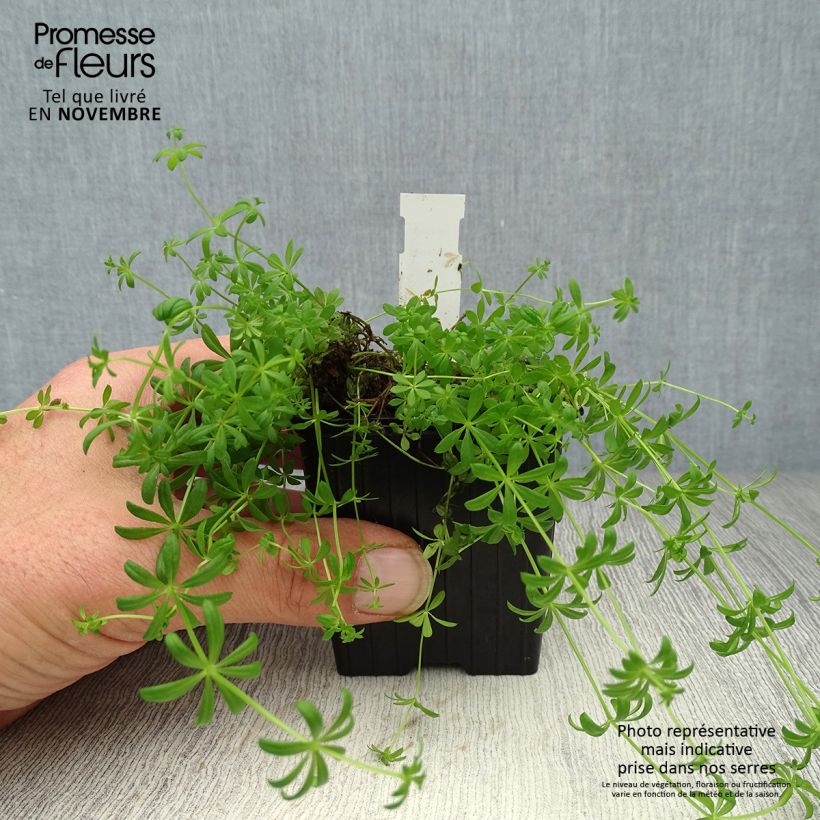 Esimerkki syksyllä toimitetusta Keltamatara - Galium verum 8/9 cm taimiruukku-taimesta