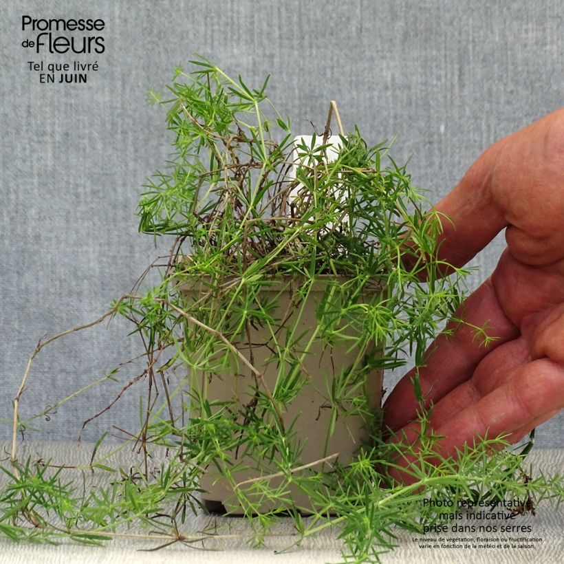 Esimerkki kesällä toimitetusta Keltamatara - Galium verum Taimiruukku 8/9 cm-taimesta
