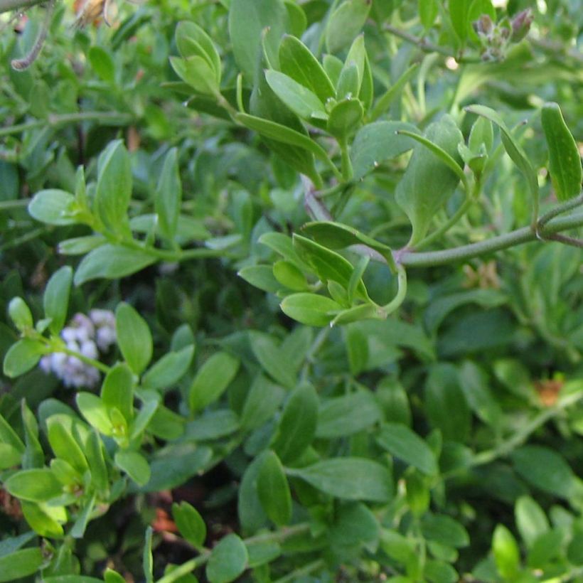 Galvezia speciosa (Lehvistö)