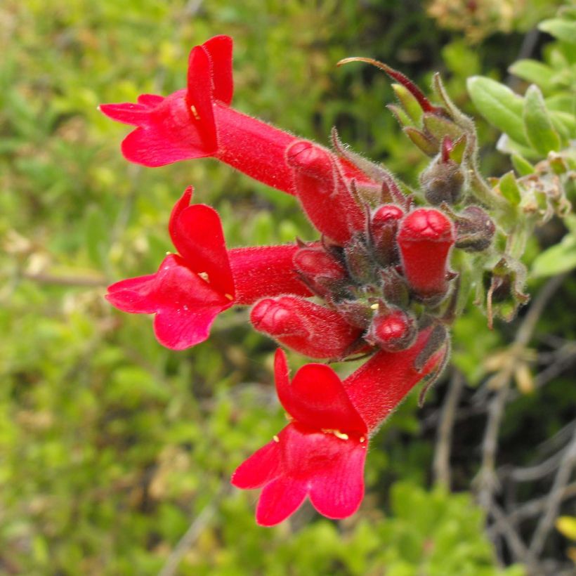 Galvezia speciosa (Kukinta)