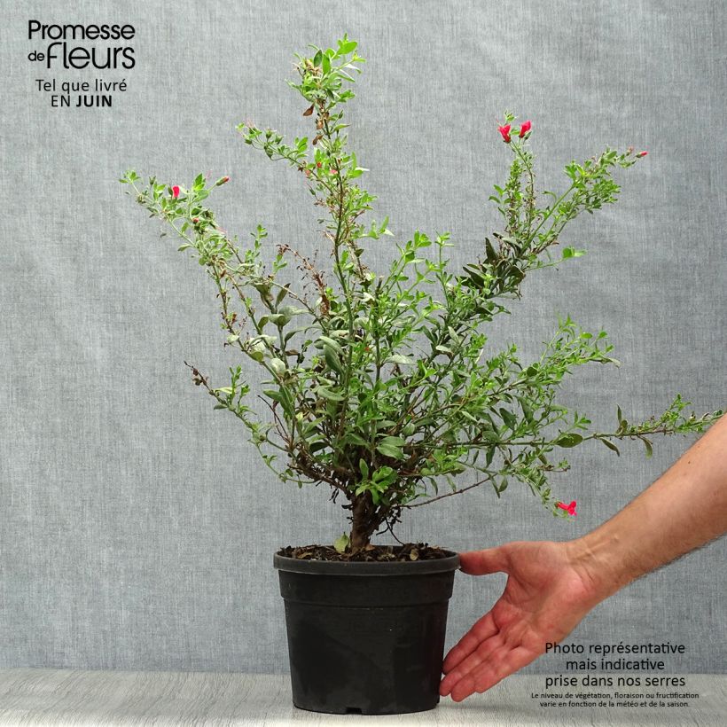 Esimerkki kesällä toimitetusta Galvezia speciosa Pot de 3L/4L-taimesta