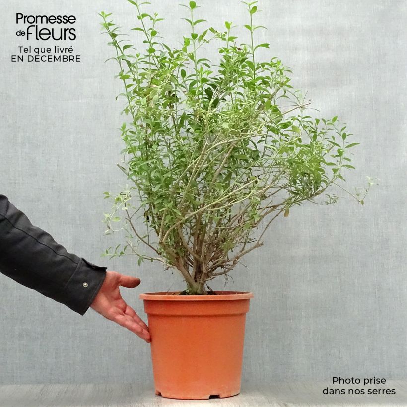 Esimerkki talvella toimitetusta Galvezia speciosa 7,5 litran / 10 litran ruukku-taimesta