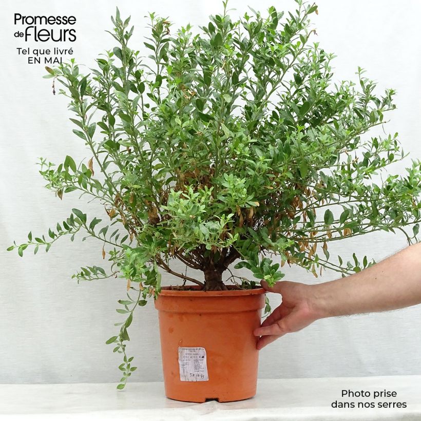 Esimerkki keväällä toimitetusta Galvezia speciosa Pot de 7,5L/10L-taimesta