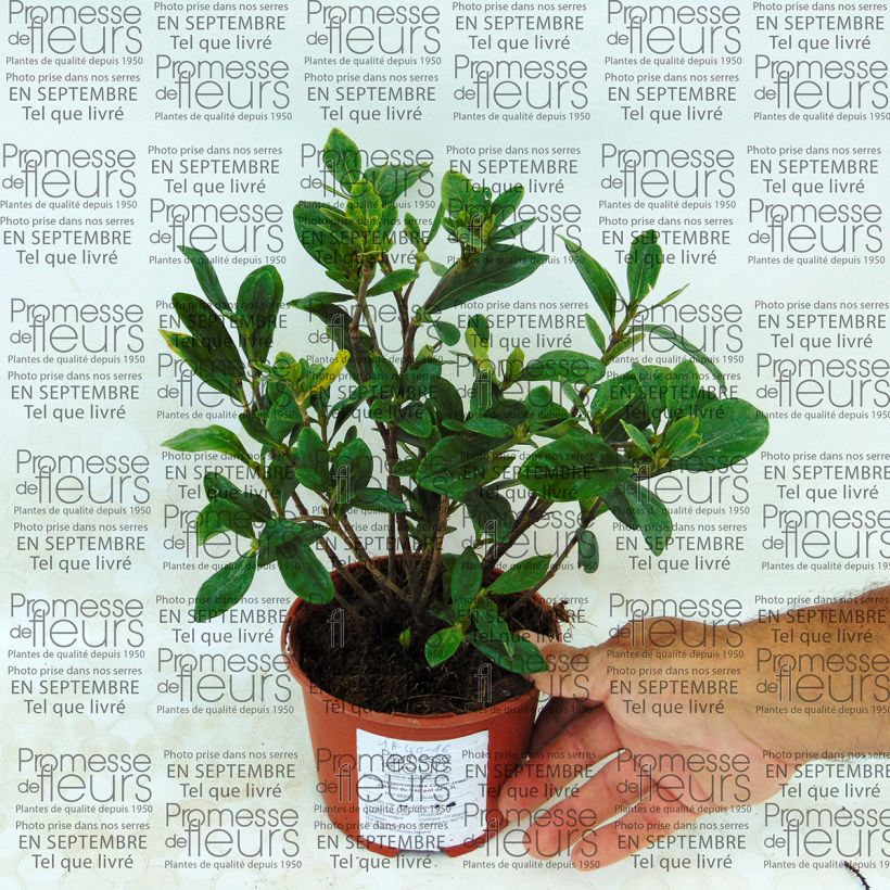 Esimerkki toimitetusta Keikarinkukka Crown Jewel Pot de 1L/1,5L-taimesta