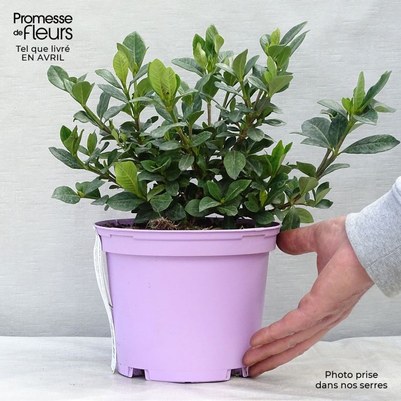 Esimerkki keväällä toimitetusta Keikarinkukka Crown Jewel Pot de 2L/3L-taimesta