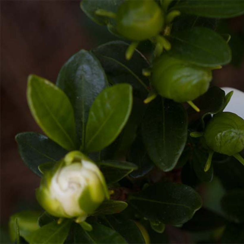 Keikarinkukka Double Mint (Lehvistö)