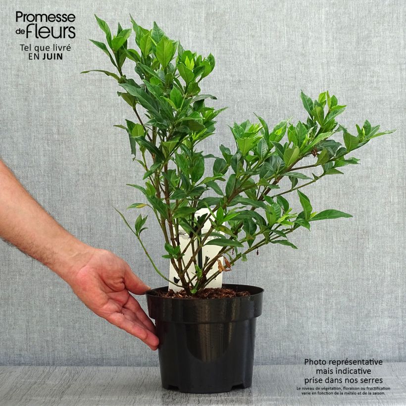 Esimerkki kesällä toimitetusta Keikarinkukka Double Mint Pot de 2L/3L-taimesta