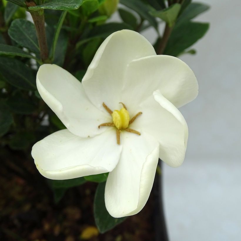 Keikarinkukka Kleim's Hardy (Flowering)