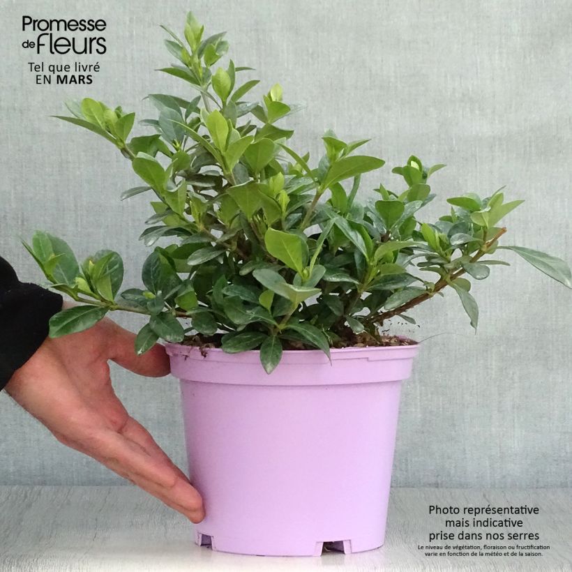 Example of Keikarinkukka Kleim's Hardy Pot de 2L/3L as you get in printemps