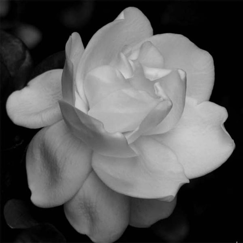 Keikarinkukka Perfumed Petticoats (Kukinta)