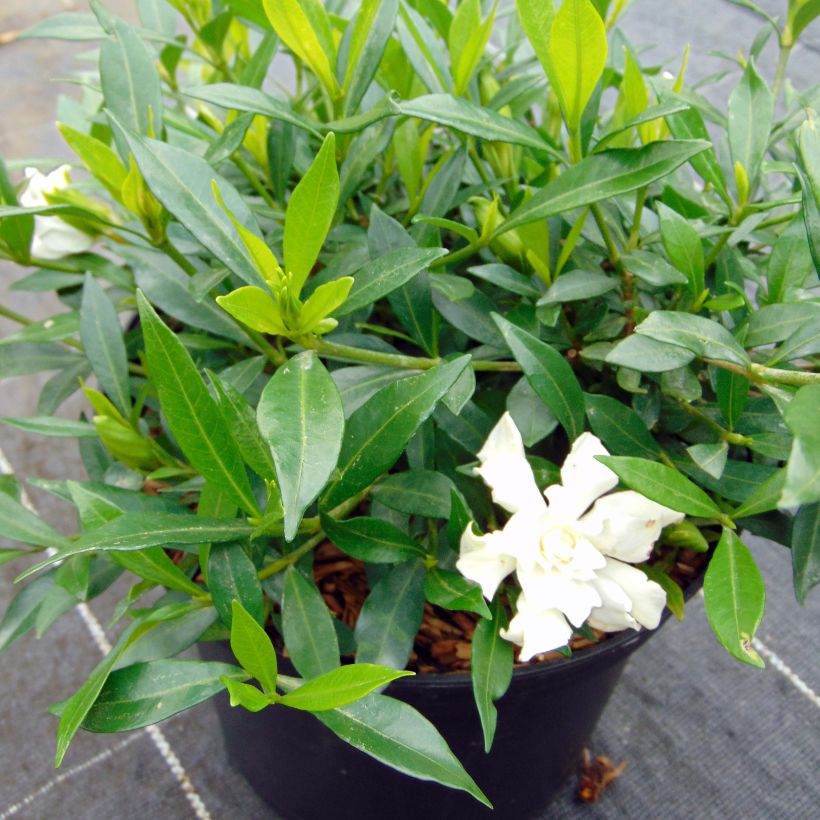 Keikarinkukka Perfumed Petticoats (Kasvutapa)
