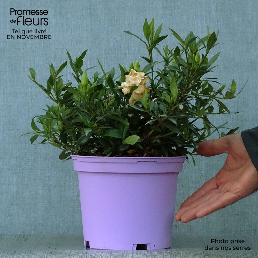 Esimerkki syksyllä toimitetusta Keikarinkukka Perfumed Petticoats 2 litran/3 litran ruukku-taimesta