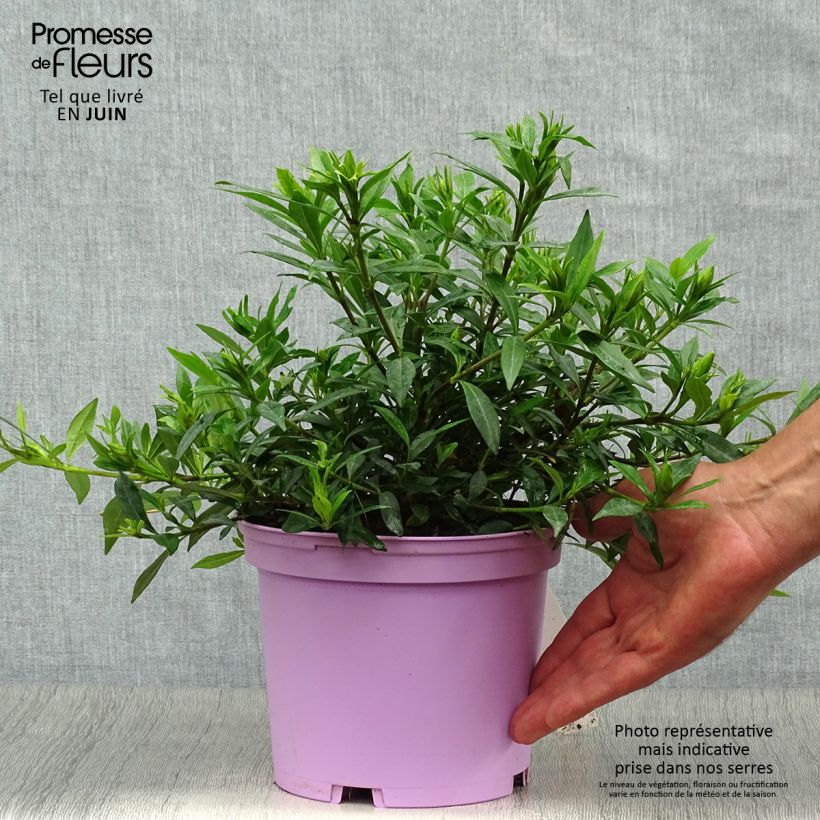 Esimerkki kesällä toimitetusta Keikarinkukka Perfumed Petticoats Ruukku 2L / 3L-taimesta