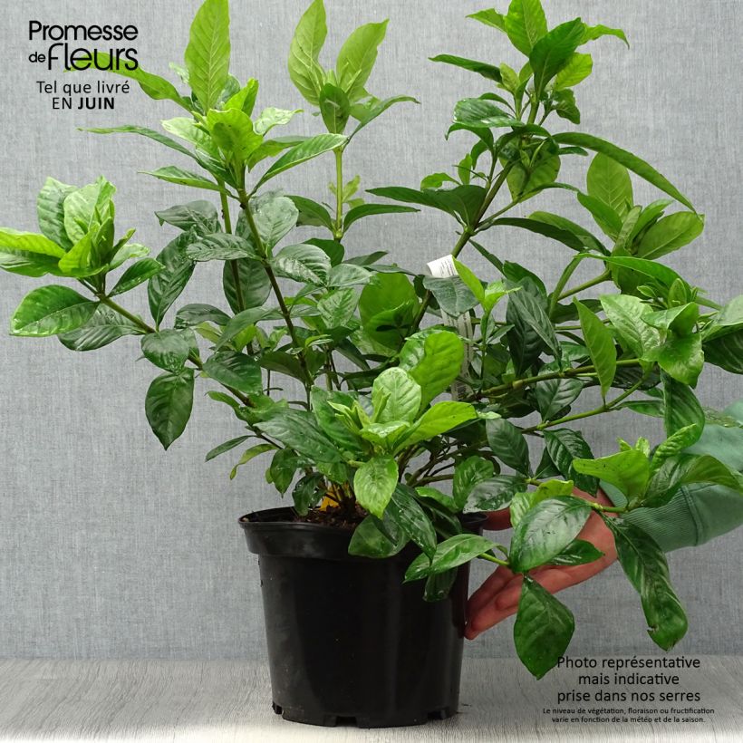 Esimerkki kesällä toimitetusta Keikarinkukka Summer Snow Pot de 3L/4L-taimesta