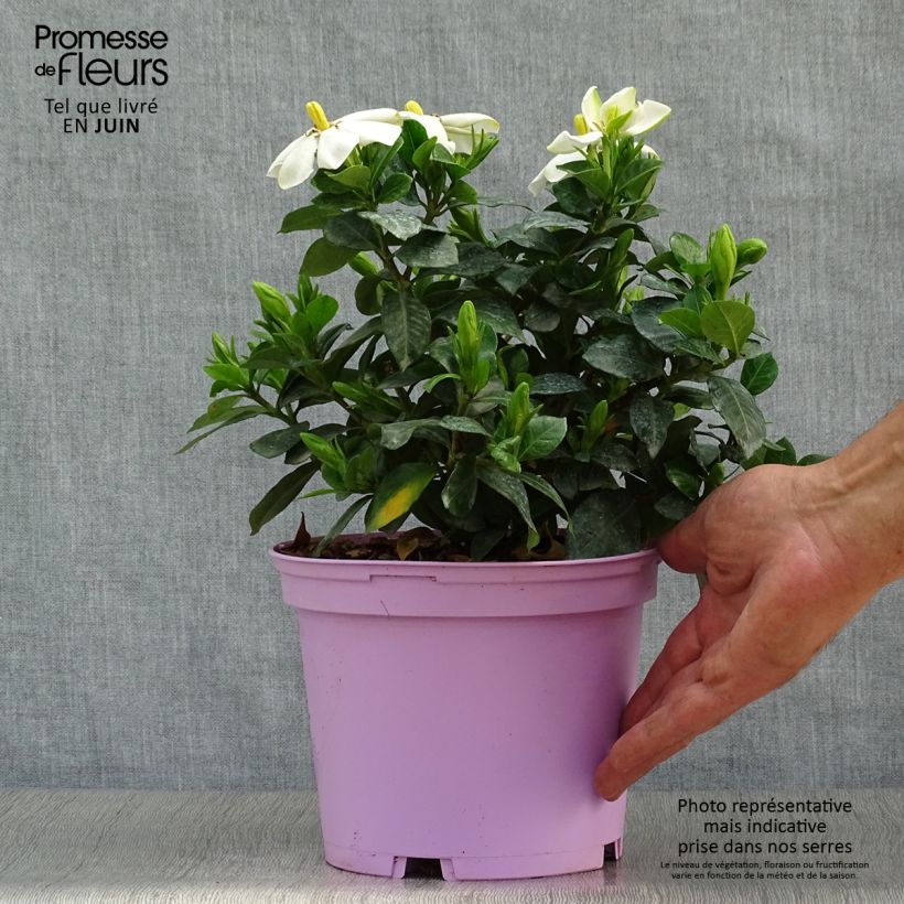 Esimerkki kesällä toimitetusta Keikarinkukka Pinwheel Pot de 2L/3L-taimesta