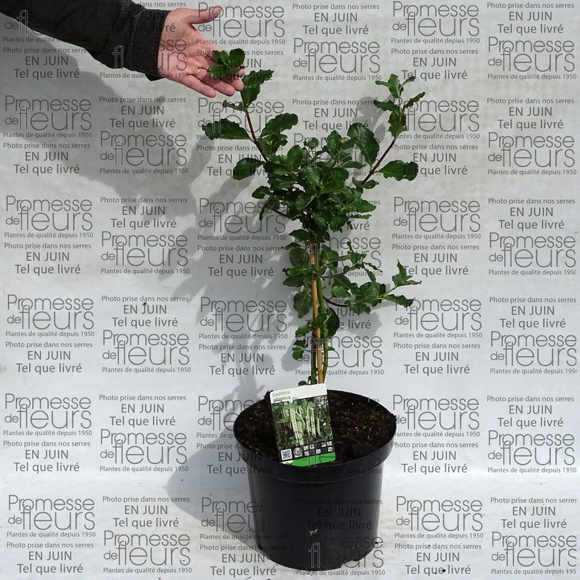 Esimerkki toimitetusta Garrya elliptica Pot de 7,5L/10L-taimesta