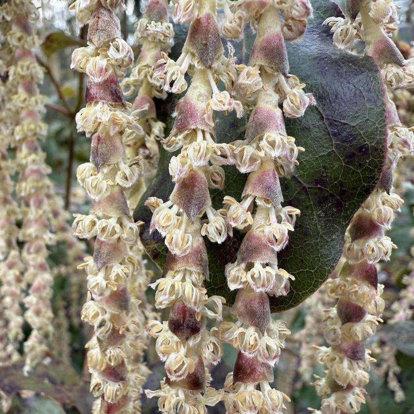 Garrya elliptica (Kukinta)