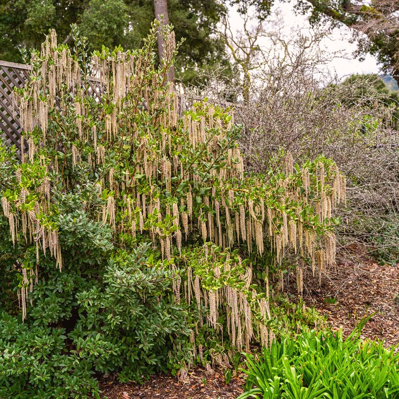 Garrya elliptica (Kasvutapa)