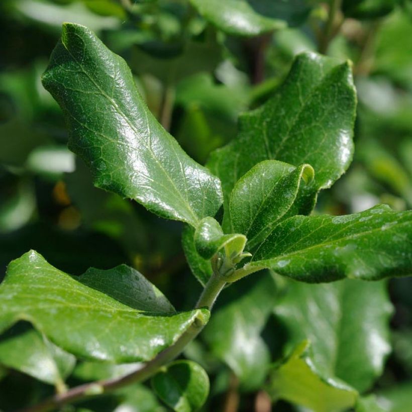 Garrya elliptica James Roof (Lehvistö)