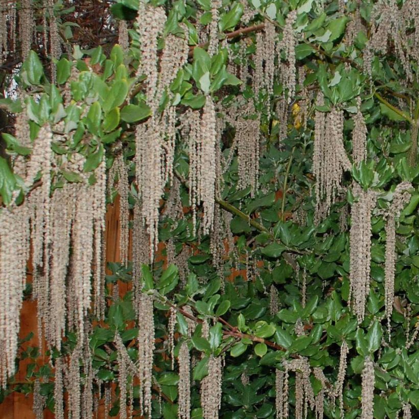 Garrya elliptica James Roof (Kukinta)