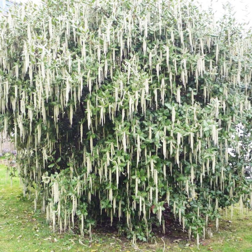 Garrya elliptica James Roof (Kasvutapa)