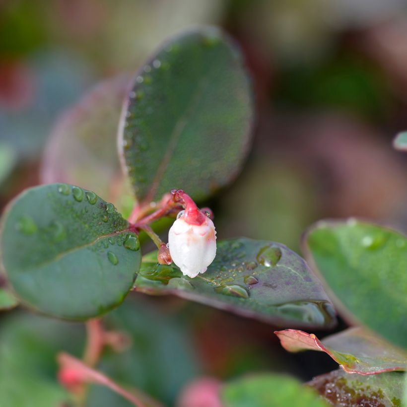 Lamosalali Big Berry (Kukinta)