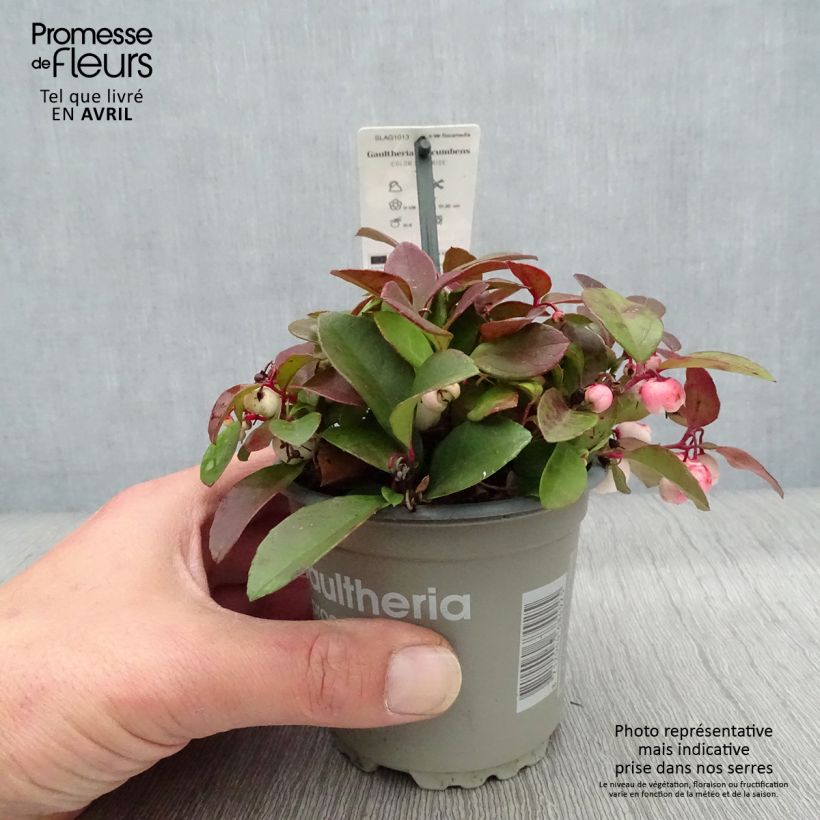 Esimerkki keväällä toimitetusta Lamosalali Color Surprise Pot de 10 cm/11cm-taimesta
