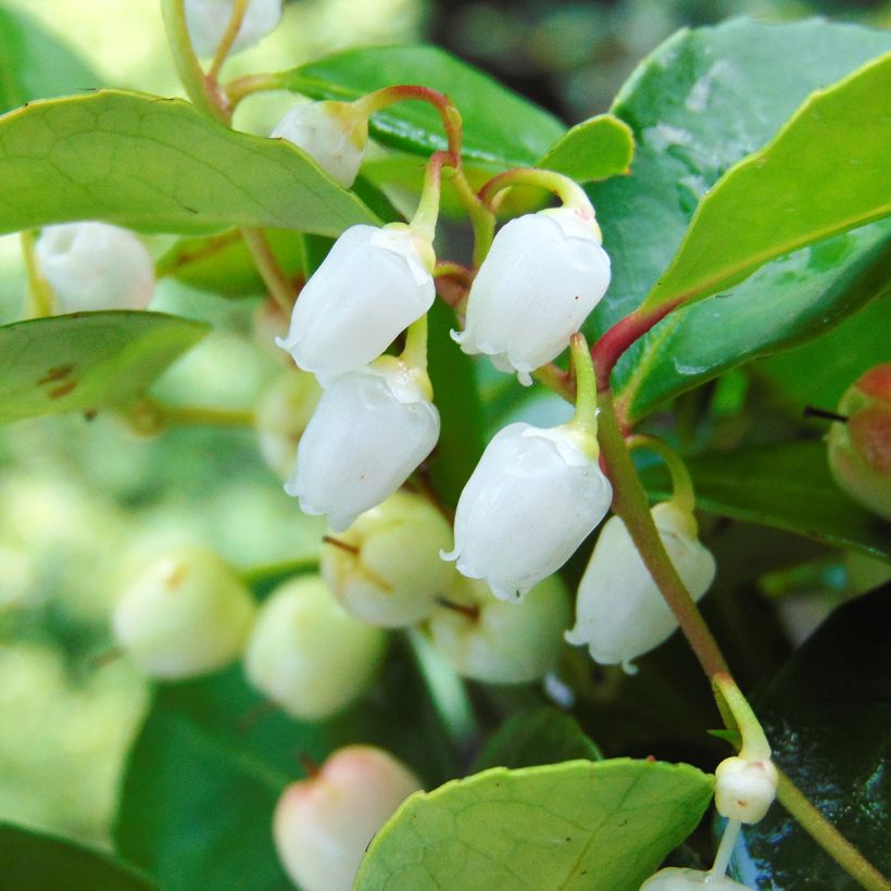 Lamosalali - Gaultheria procumbens (Kukinta)