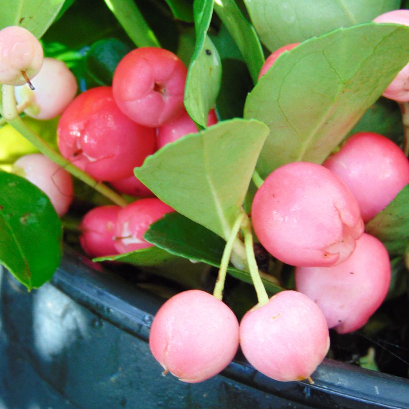 Lamosalali - Gaultheria procumbens (Sadonkorjuu)