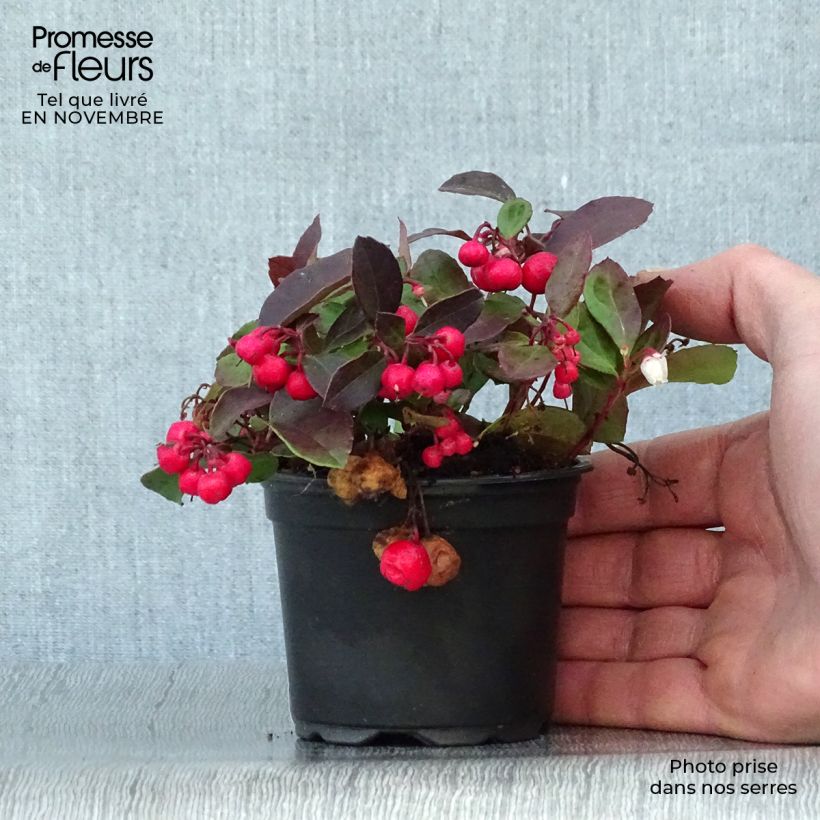 Esimerkki syksyllä toimitetusta Lamosalali - Gaultheria procumbens 8/9 cm taimiruukku-taimesta