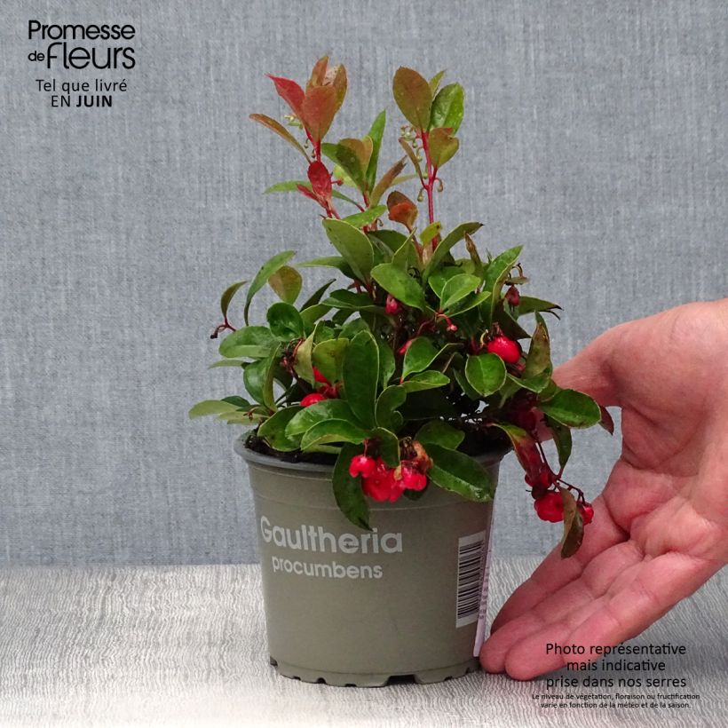 Esimerkki kesällä toimitetusta Lamosalali - Gaultheria procumbens Taimiruukku 8/9 cm-taimesta