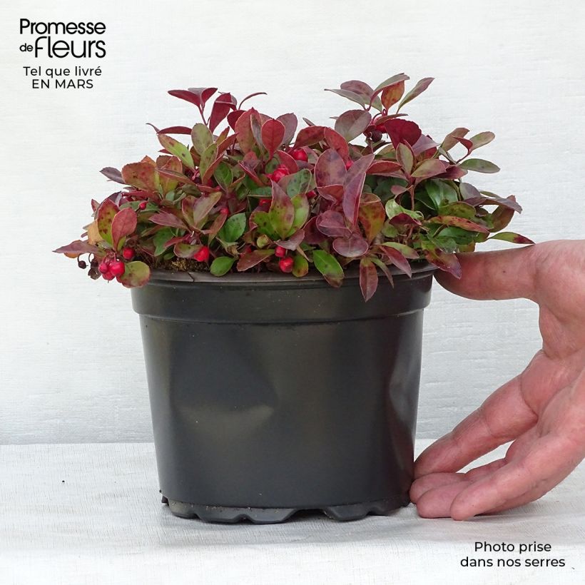 Esimerkki keväällä toimitetusta Lamosalali - Gaultheria procumbens Ruukku 2L / 3L-taimesta