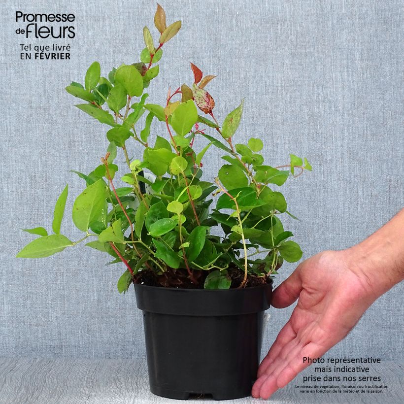 Esimerkki syksyllä toimitetusta Isosalali - Gaultheria shallon Pot de 2L/3L-taimesta