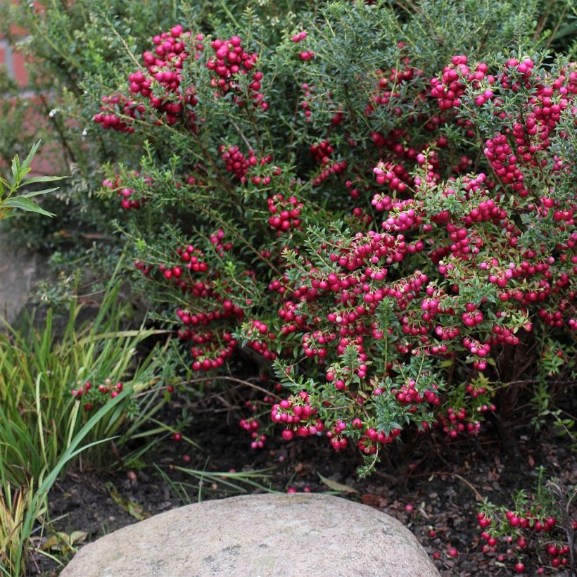 Marjakanerva - Pernettya mucronata (Kasvutapa)