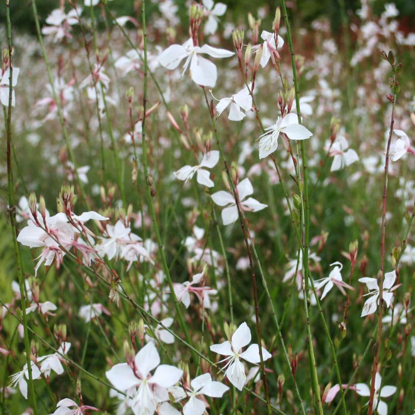 Sirokesäkynttilä Blanche (Kukinta)