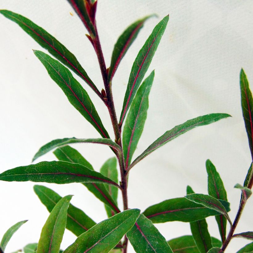 Sirokesäkynttilä Cherry Brandy (Lehvistö)