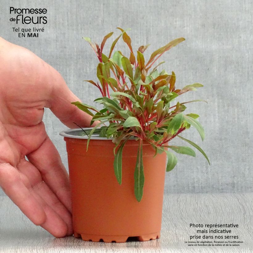 Esimerkki keväällä toimitetusta Sirokesäkynttilä Lollipop Pink Godet de 8/9 cm-taimesta