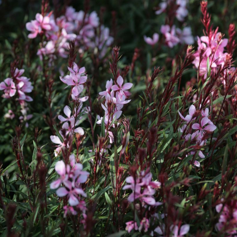 Sirokesäkynttilä Passionate Blush (Kukinta)