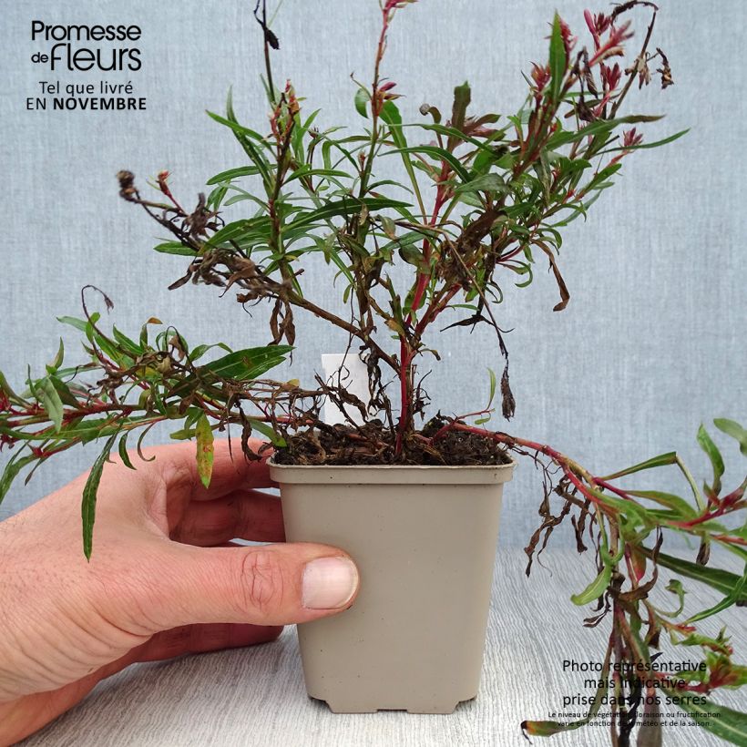Esimerkki syksyllä toimitetusta Sirokesäkynttilä Passionate Blush 8/9 cm taimiruukku-taimesta