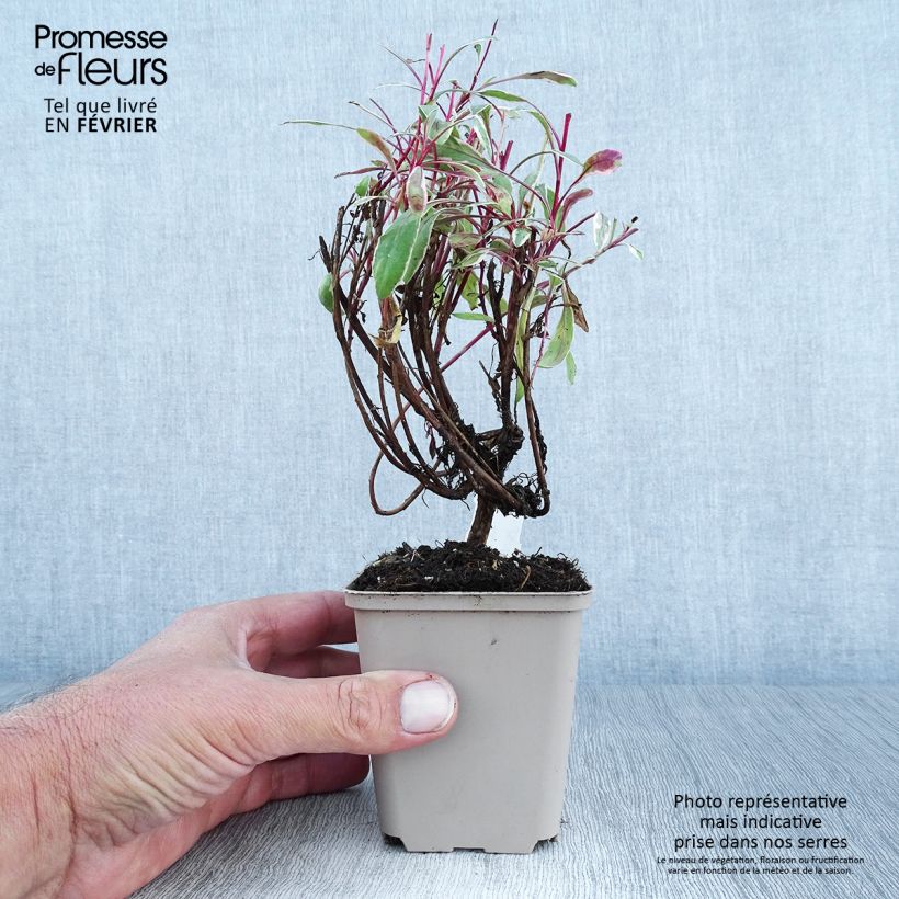 Esimerkki syksyllä toimitetusta Sirokesäkynttilä Passionate Rainbow 8/9 cm taimiruukku-taimesta