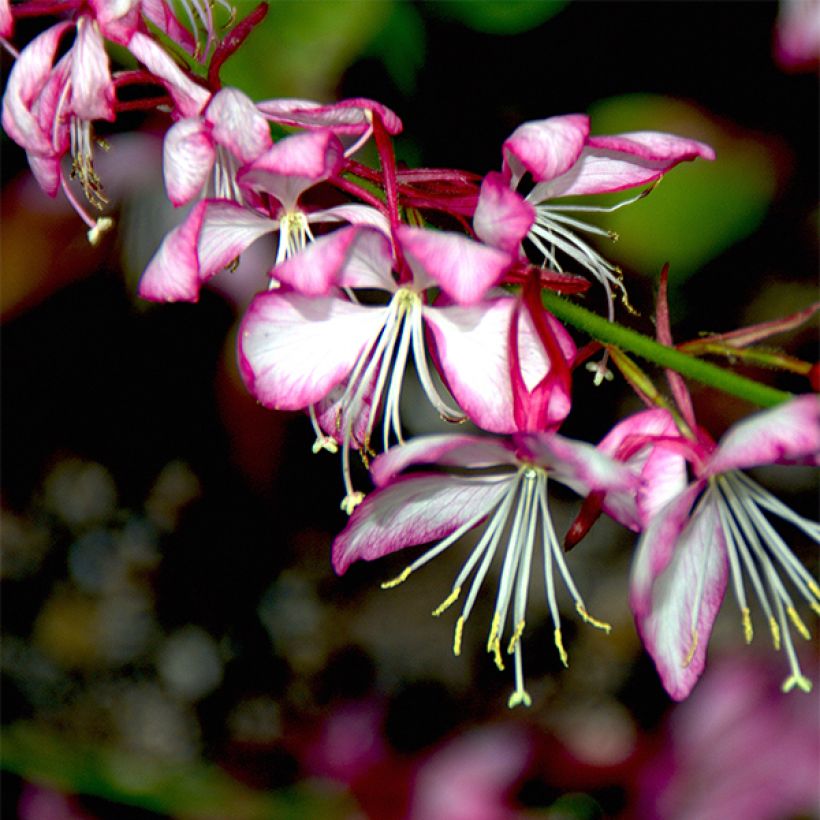 Sirokesäkynttilä Rosy Jane (Kukinta)