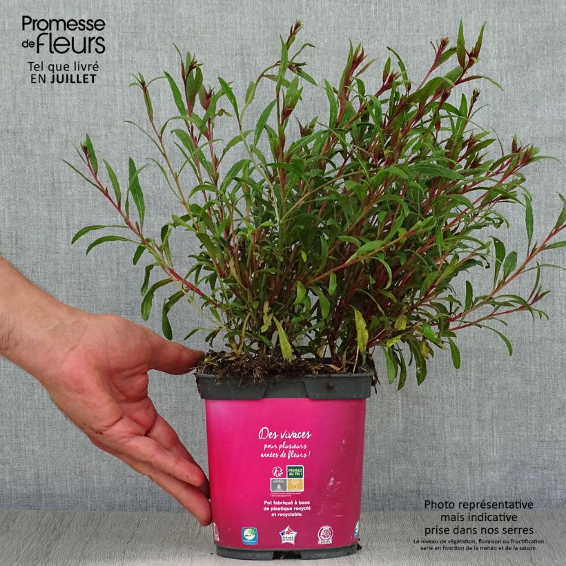 Esimerkki kesällä toimitetusta Sirokesäkynttilä Siskiyou pink Ruukku 2L / 3L-taimesta