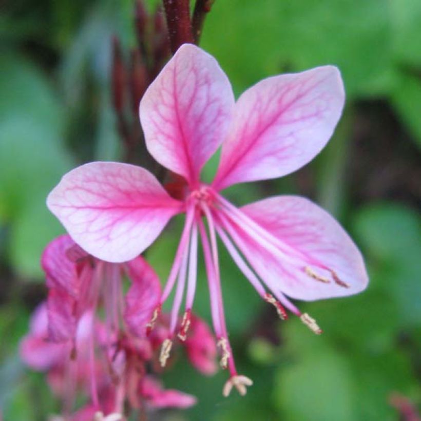 Sirokesäkynttilä Siskiyou pink (Kukinta)