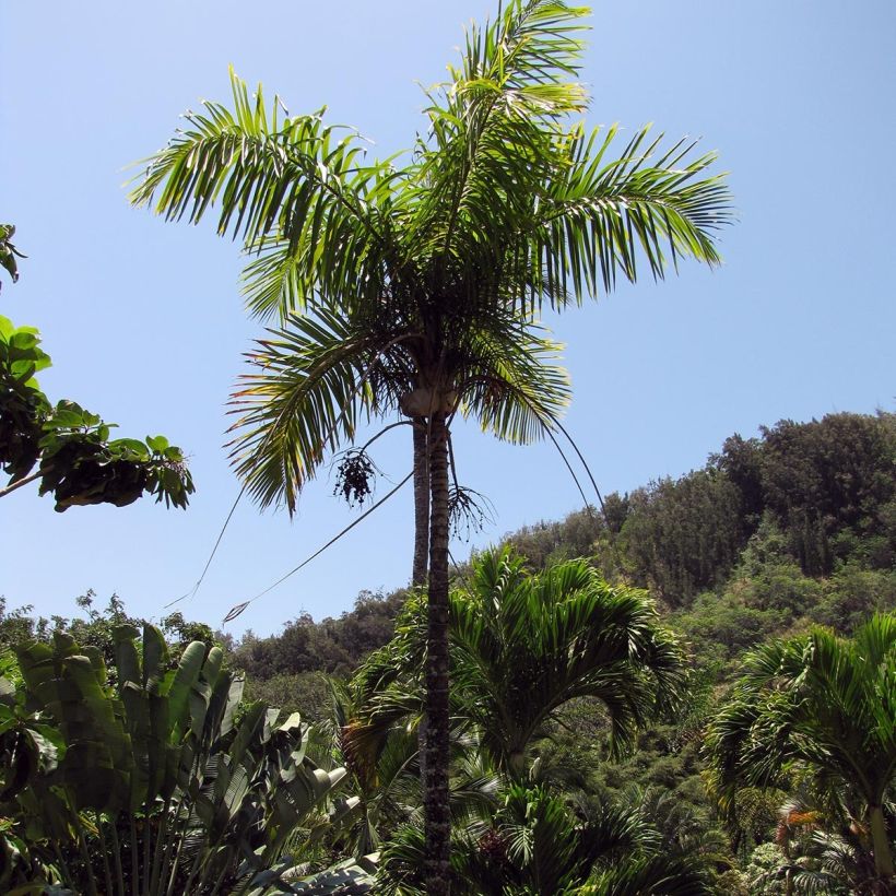 Gaussia maya (Kasvutapa)